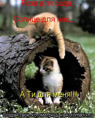 Котоматрица: Роза для сада, Солнце для нас,, А Ти для меня!!!