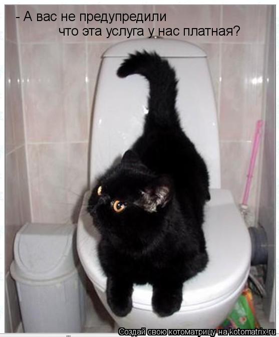 - А вас не предупредили что эта услуга у нас платная?... Котоматрица: - А вас не предупредили что эта услуга у нас платная?