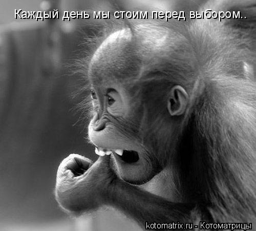 Каждый день мы стоим перед выбором..... Котоматрица: Каждый день мы стоим перед выбором..