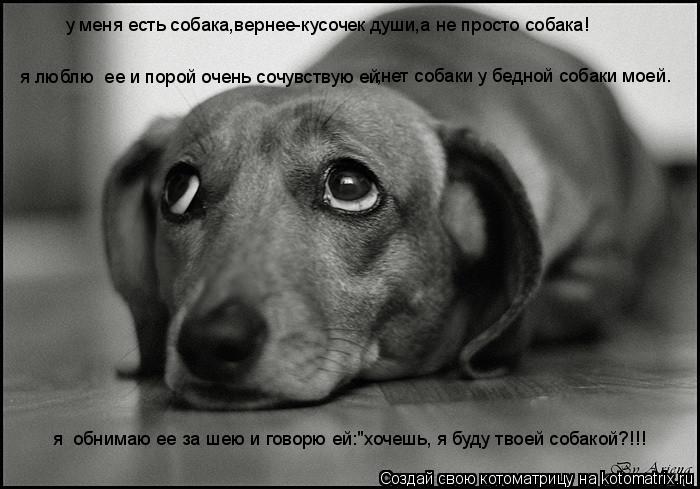 Котоматрица: у меня есть собака,вернее-кусочек души,а не просто собака! я люблю  ее и порой очень сочувствую ей ;нет собаки у бедной собаки моей. я  обнимаю