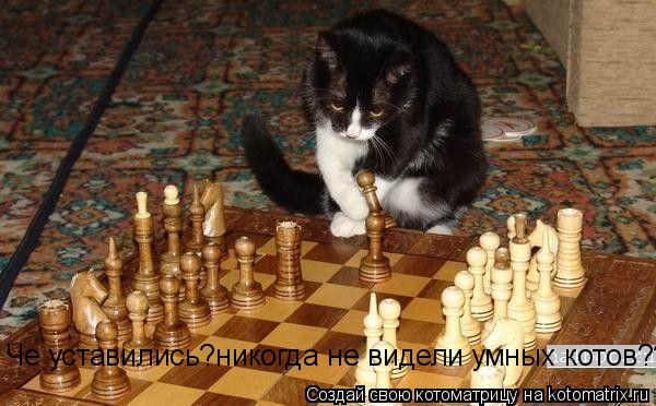 Котоматрица: Че уставились?никогда не видели умных котов???