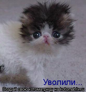 Уволили...... Котоматрица: Уволили...