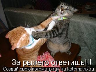 За рыжего ответишь!!!... Котоматрица: За рыжего ответишь!!!