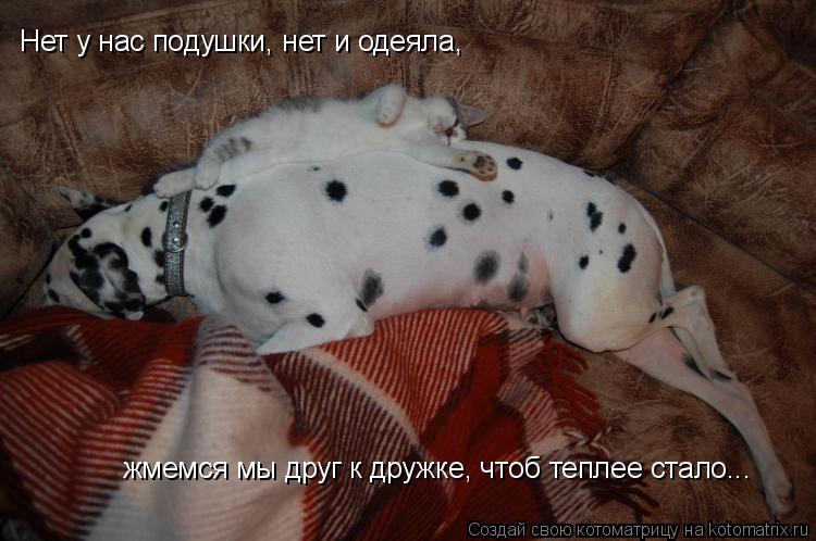 Котоматрица: Нет у нас подушки, нет и одеяла,  жмемся мы друг к дружке, чтоб теплее стало...