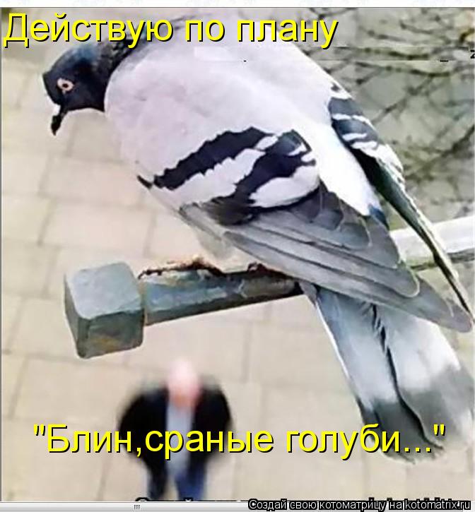 Действую по плану "Блин,сраные голуби..."... Котоматрица: Действую по плану "Блин,сраные голуби..."
