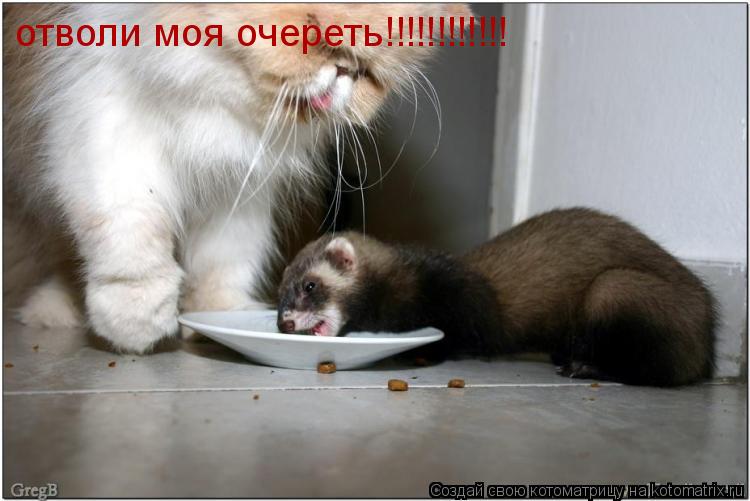 отволи моя очереть!!!!!!!!!!!!... Котоматрица: отволи моя очереть!!!!!!!!!!!!