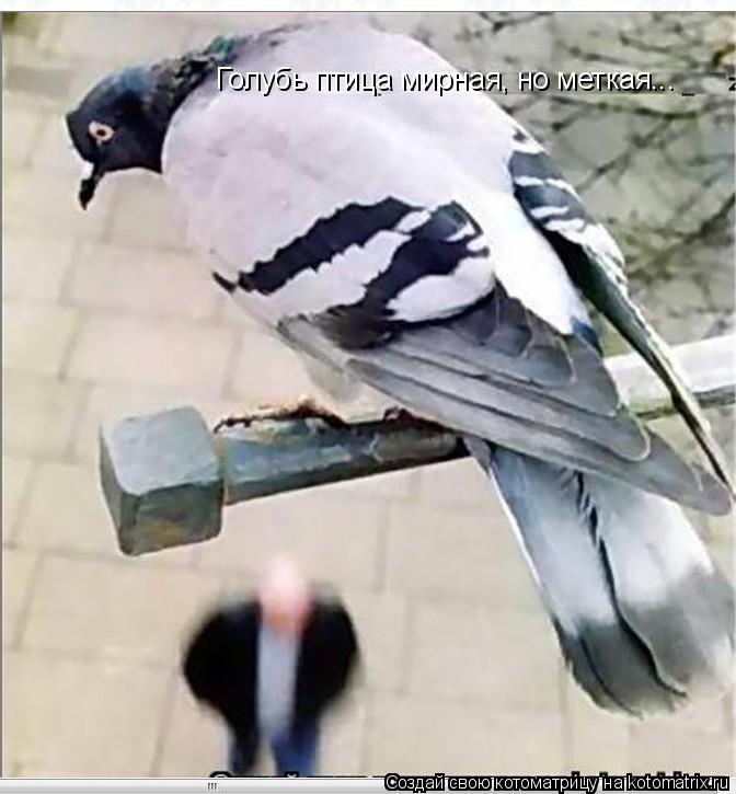 Голубь птица мирная, но меткая...... Котоматрица: Голубь птица мирная, но меткая...
