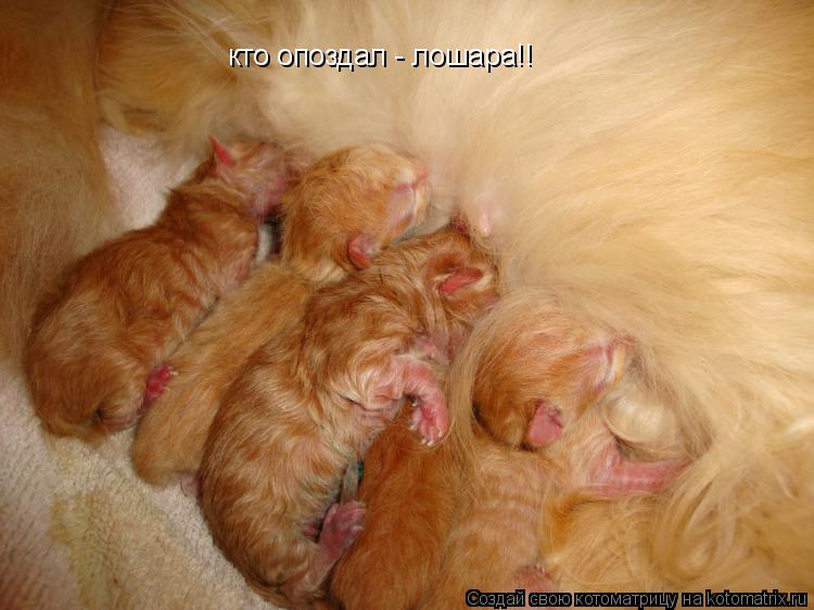 кто опоздал - лошара!!... Котоматрица: кто опоздал - лошара!!