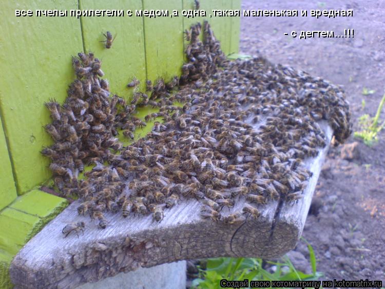 Котоматрица: все пчелы прилетели с медом,а одна ,такая маленькая и вредная - с дегтем...!!!