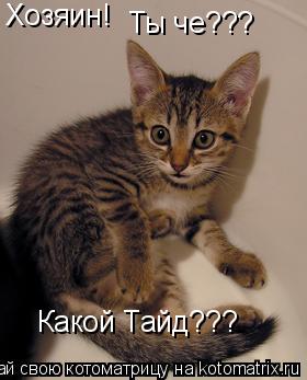 Хозяин! Ты че??? Какой Тайд???... Котоматрица: Хозяин! Ты че??? Какой Тайд???