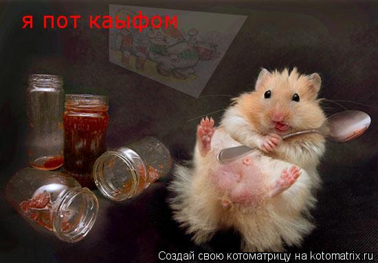 я пот каыфом... Котоматрица: я пот каыфом
