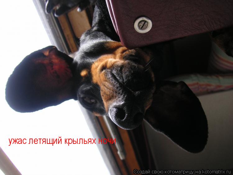 ужас летящий крыльях ночи... Котоматрица: ужас летящий крыльях ночи