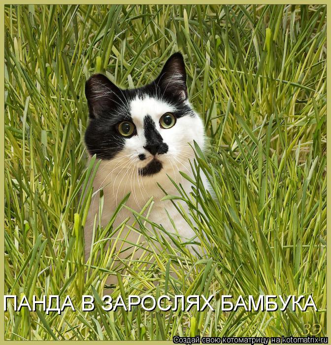 ПАНДА В ЗАРОСЛЯХ БАМБУКА... Котоматрица: ПАНДА В ЗАРОСЛЯХ БАМБУКА