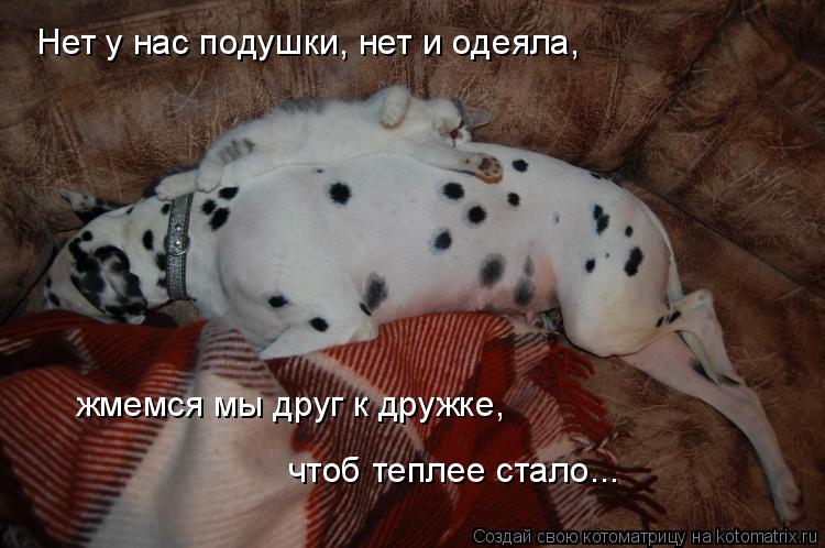 Котоматрица: Нет у нас подушки, нет и одеяла,  жмемся мы друг к дружке,  чтоб теплее стало...