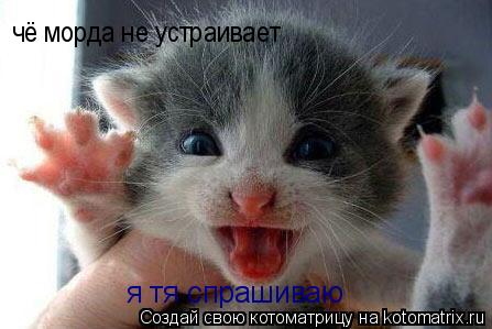Котоматрица: чё морда не устраивает я тя спрашиваю