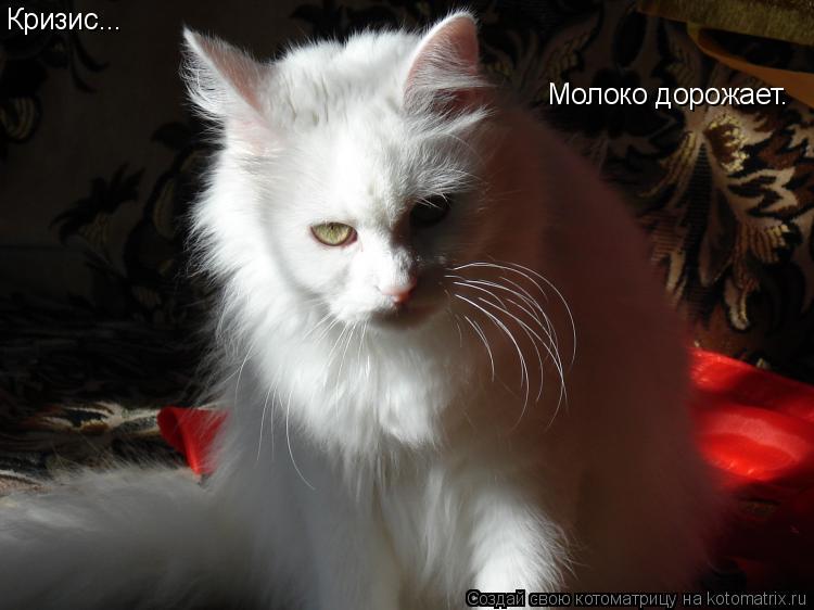Кризис... Молоко дорожает.... Котоматрица: Кризис... Молоко дорожает.