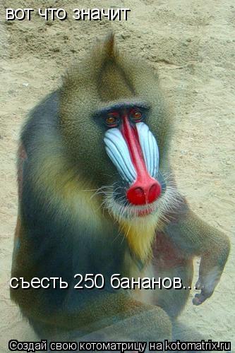 вот что значит съесть 250 бананов...... Котоматрица: вот что значит съесть 250 бананов...