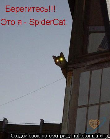 Котоматрица: Берегитесь!!! Это я - SpiderCat