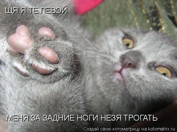 ЩЯ Я ТЕ ЛЕВОЙ МЕНЯ ЗА ЗАДНИЕ НОГИ НЕЗЯ ТРОГАТЬ... Котоматрица: ЩЯ Я ТЕ ЛЕВОЙ МЕНЯ ЗА ЗАДНИЕ НОГИ НЕЗЯ ТРОГАТЬ