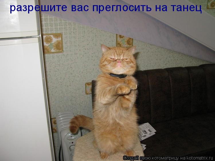 разрешите вас преглосить на танец... Котоматрица: разрешите вас преглосить на танец
