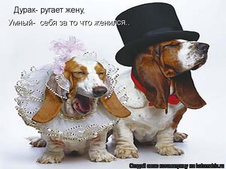 Дурак- ругает жену, Умный- себя за то что женился..... Котоматрица: Дурак- ругает жену, Умный- себя за то что женился..