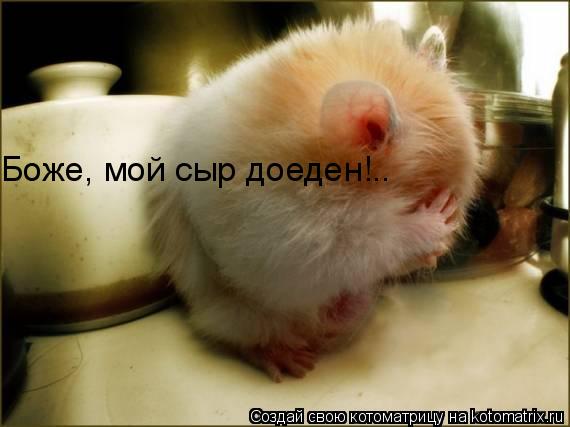 Боже, мой сыр доеден!..... Котоматрица: Боже, мой сыр доеден!..