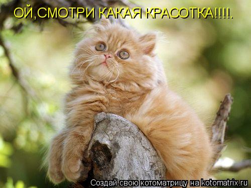ОЙ,СМОТРИ КАКАЯ КРАСОТКА!!!!.... Котоматрица: ОЙ,СМОТРИ КАКАЯ КРАСОТКА!!!!.