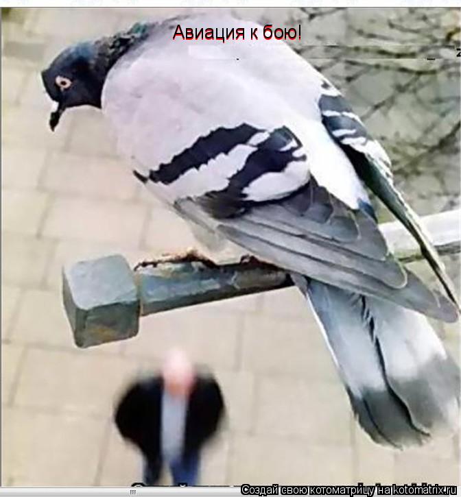 Авиация к бою! Авиация к бою!... Котоматрица: Авиация к бою! Авиация к бою!