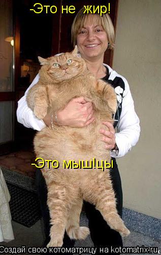 -Это не жир! -Это не жир! -Это мыш!цы... Котоматрица: -Это не жир! -Это не жир! -Это мыш!цы
