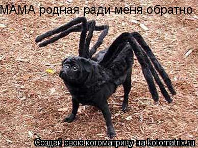 МАМА родная ради меня обратно... Котоматрица: МАМА родная ради меня обратно