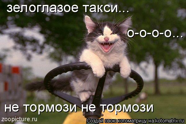 зелоглазое такси... о-о-о-о... не тормози не тормози... Котоматрица: зелоглазое такси... о-о-о-о... не тормози не тормози