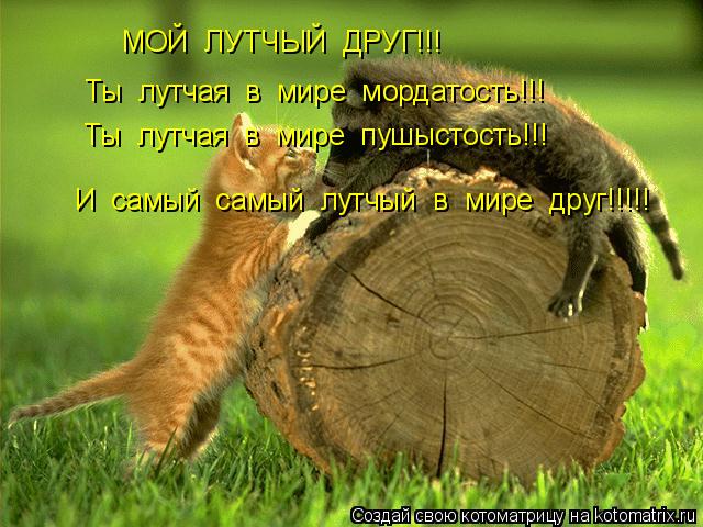 МОЙ ЛУТЧЫЙ ДРУГ!!! Ты лутчая в мире мордатость!!! Ты лутчая в мире пушыстость!!! И самый ... Котоматрица: МОЙ ЛУТЧЫЙ ДРУГ!!! Ты лутчая в мире мордатость!!! Ты лутчая в мире пушыстость!!! И самый самый лутчый в мире друг!!!!!
