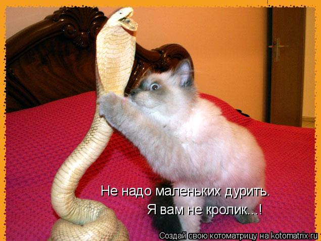 Не надо маленьких дурить. Я вам не кролик...!... Котоматрица: Не надо маленьких дурить. Я вам не кролик...!