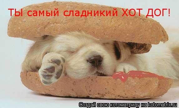 Котоматрица: ТЫ самый сладникий ХОТ ДОГ!
