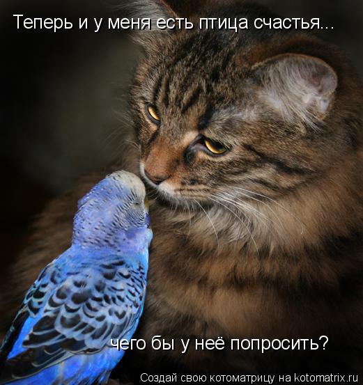 Теперь и у меня есть птица счастья... чего бы у неё попросить?... Котоматрица: Теперь и у меня есть птица счастья... чего бы у неё попросить?