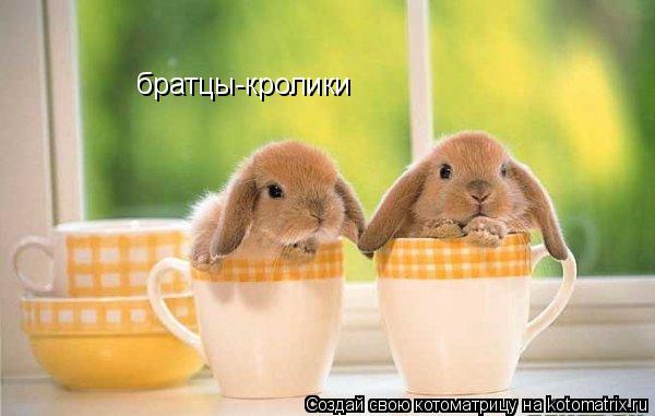 братцы-кролики... Котоматрица: братцы-кролики