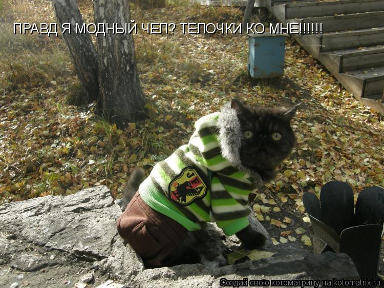 ПРАВД Я МОДНЫЙ ЧЕЛ? ТЕЛОЧКИ КО МНЕ!!!!!!... Котоматрица: ПРАВД Я МОДНЫЙ ЧЕЛ? ТЕЛОЧКИ КО МНЕ!!!!!!