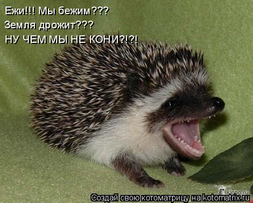 Ежи!!! Мы бежим??? Земля дрожит??? НУ ЧЕМ МЫ НЕ КОНИ?!?!... Котоматрица: Ежи!!! Мы бежим??? Земля дрожит??? НУ ЧЕМ МЫ НЕ КОНИ?!?!