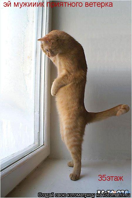 Котоматрица: эй мужииик приятного ветерка 35этаж