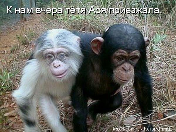 К нам вчера тётя Ася приезжала.... Котоматрица: К нам вчера тётя Ася приезжала.