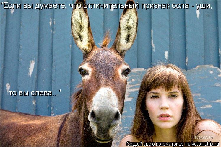 "Если вы думаете, что отличительный признак осла - уши, то вы слева..."... Котоматрица: "Если вы думаете, что отличительный признак осла - уши, то вы слева..."
