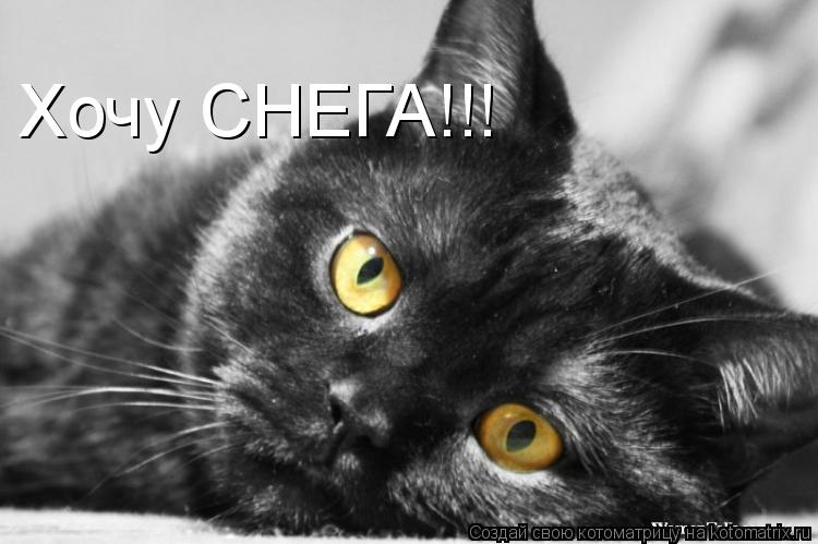Хочу СНЕГА!!!... Котоматрица: Хочу СНЕГА!!!