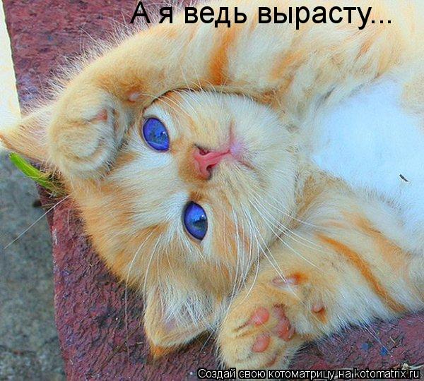 А я ведь вырасту...... Котоматрица: А я ведь вырасту...
