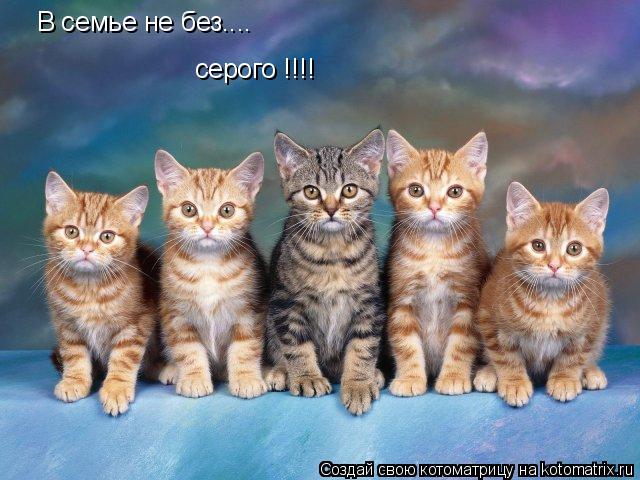 В семье не без.... серого !!!!... Котоматрица: В семье не без.... серого !!!!