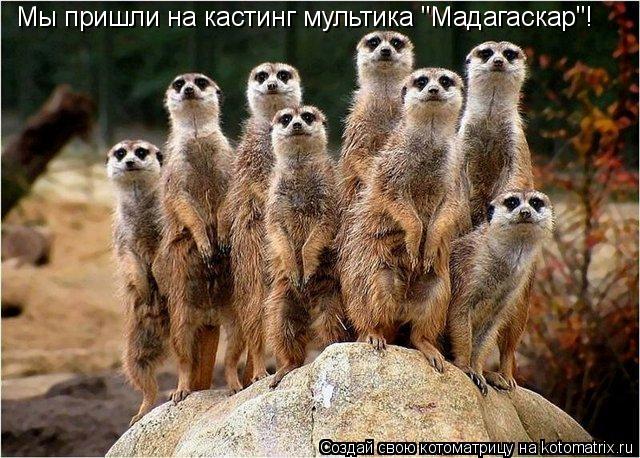 Мы пришли на кастинг мультика "Мадагаскар"!... Котоматрица: Мы пришли на кастинг мультика "Мадагаскар"!