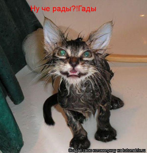Ну че рады?!Гады... Котоматрица: Ну че рады?!Гады