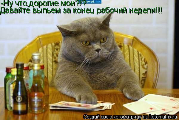 -Ну что,дорогие мои?!? Давайте выпьем за конец рабочий недели!!!... Котоматрица: -Ну что,дорогие мои?!? Давайте выпьем за конец рабочий недели!!!