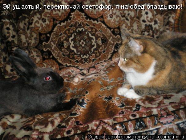 Эй ушастый, переключай светофор, я на обед опаздываю!... Котоматрица: Эй ушастый, переключай светофор, я на обед опаздываю!