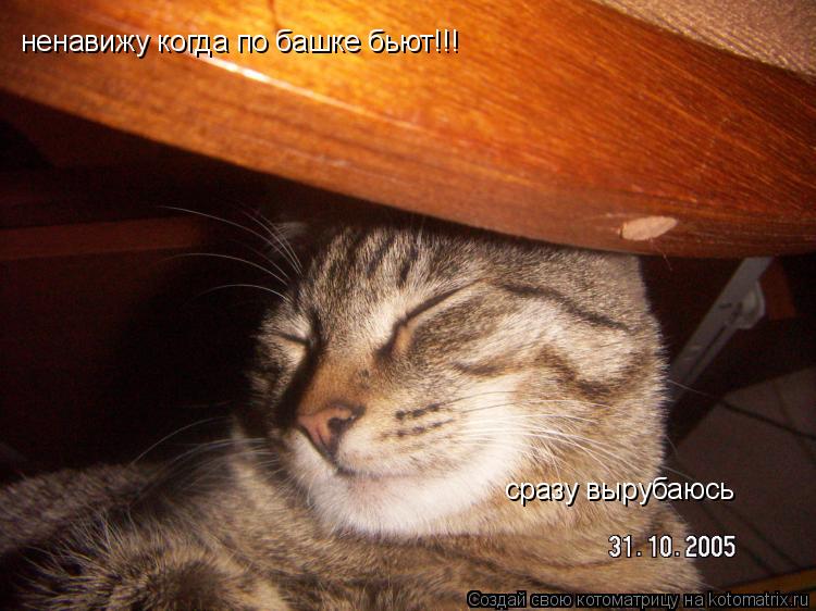 Котоматрица: ненавижу когда по башке бьют!!!  сразу вырубаюсь