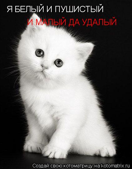 Я БЕЛЫЙ И ПУШИСТЫЙ И МАЛЫЙ ДА УДАЛЫЙ... Котоматрица: Я БЕЛЫЙ И ПУШИСТЫЙ И МАЛЫЙ ДА УДАЛЫЙ